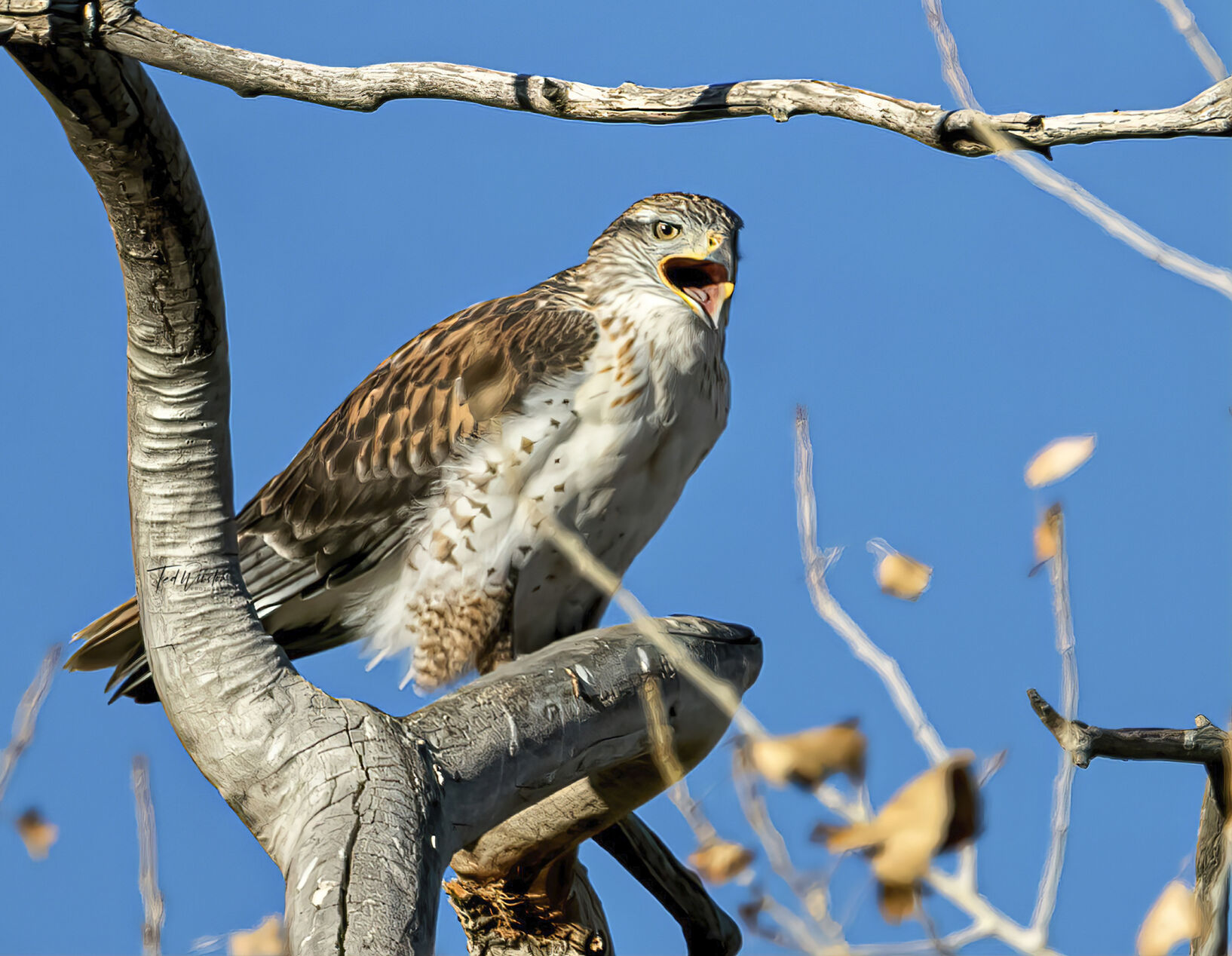 LVNWR_Hawk.jpg